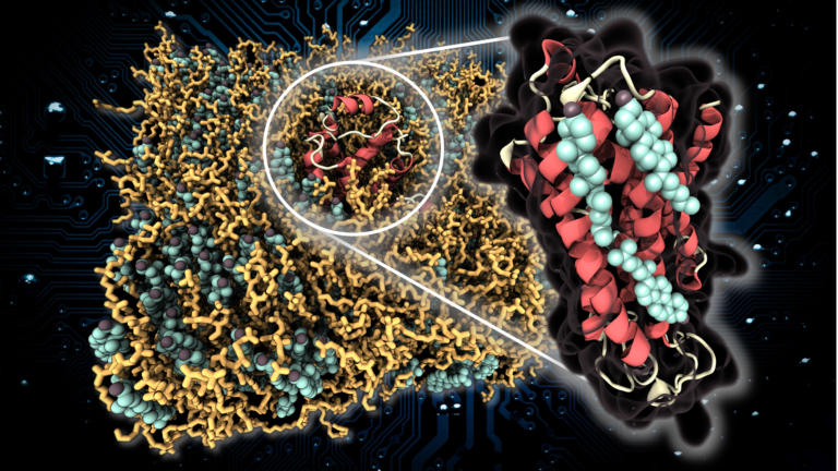 beta-2 adrenergic receptor in a lipid bilayer