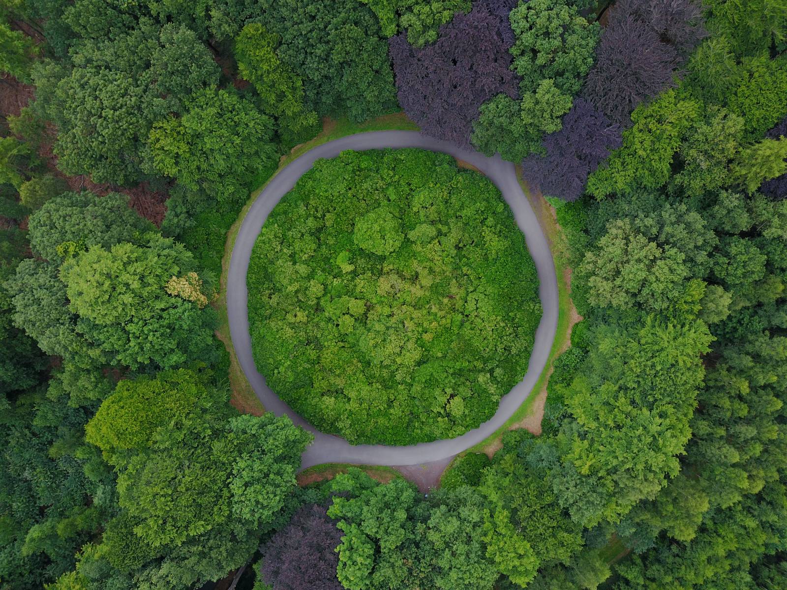 liikenneympyrä metsässä
