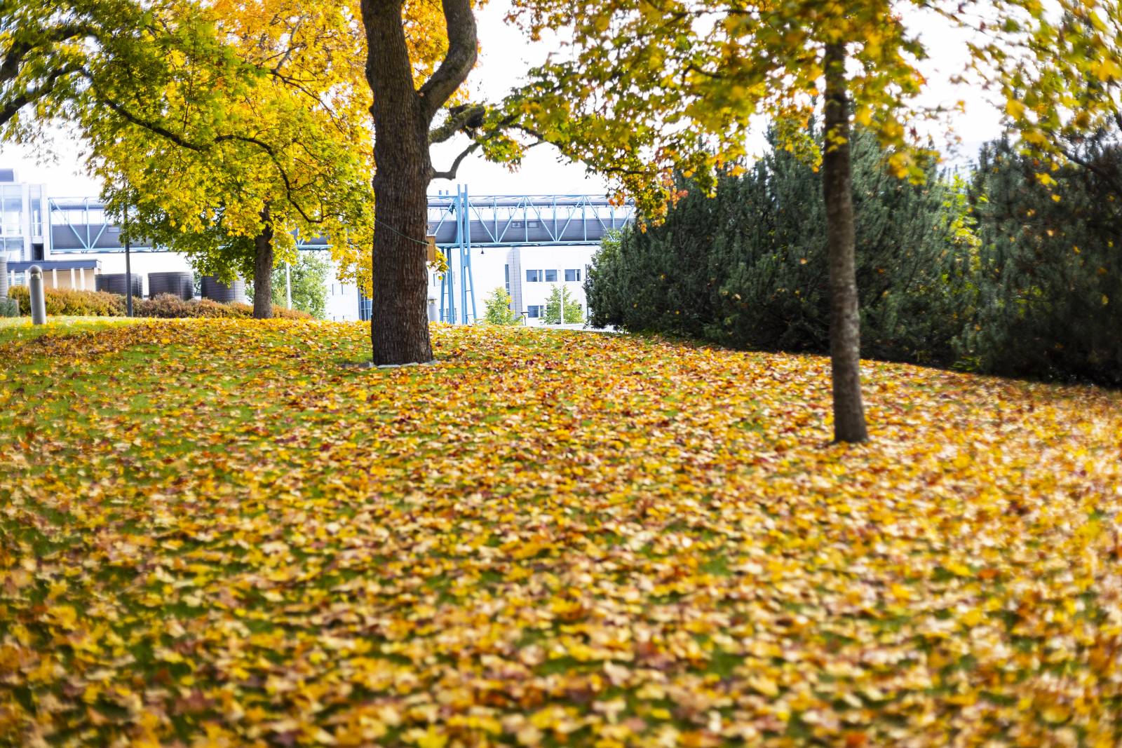 The ground is full of fallen yellow and orange leaves.