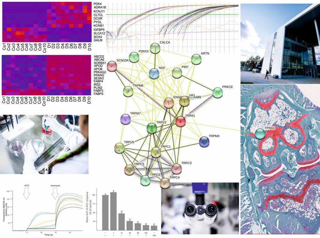 Collage: Katriina Vuolteenaho; Photos: Ilari Mäki-Opas, Antti Pemmari, Jonne Renvall, Katriina Vuolteenaho; Protein interaction network: STRING