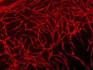 Tubule network