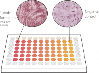 Vasculogenesis/angiogenesis test plate