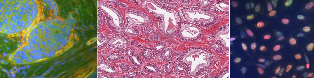 Microscopy image serie