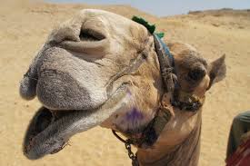 Camel