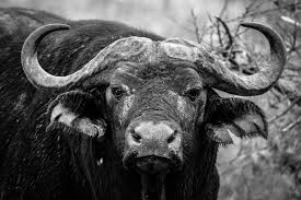 buffalo