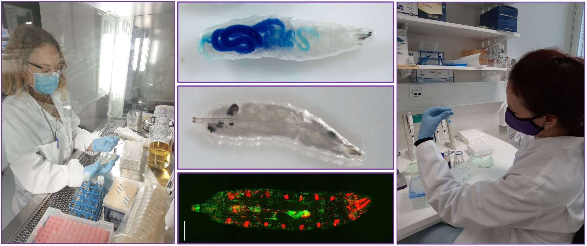 Collage picture of our research