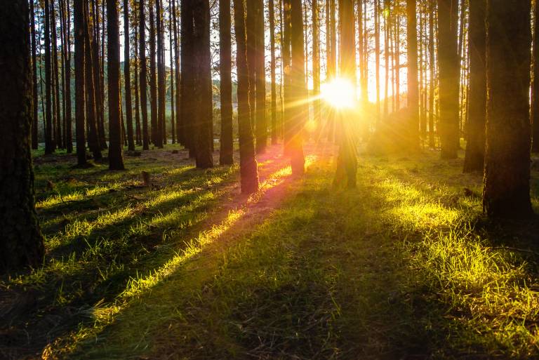 Metsä ja auringonsäteet