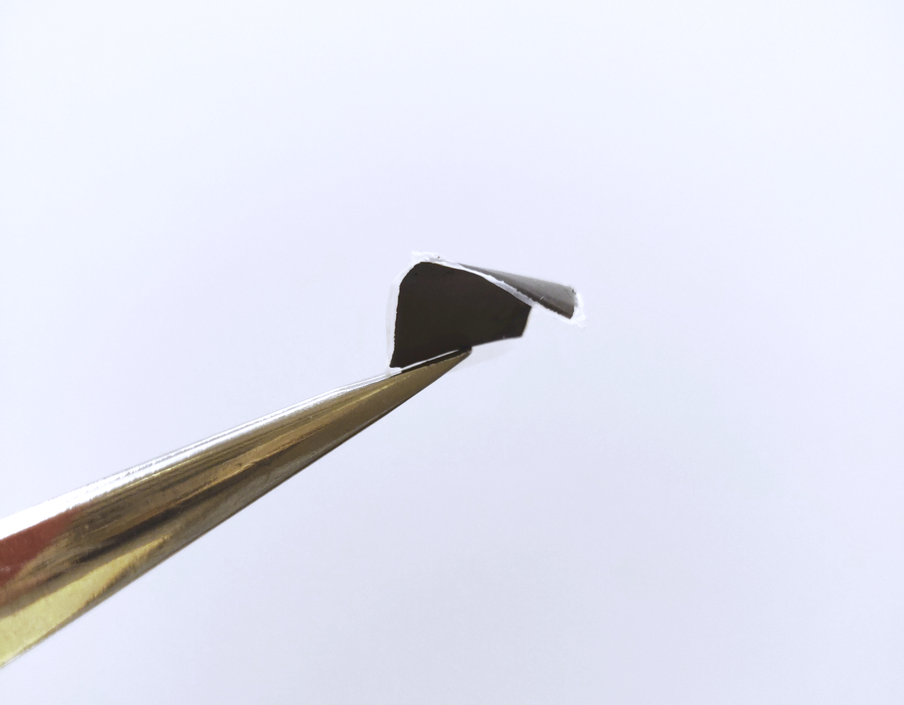 A piece of soft electronics on the tip of tweezers