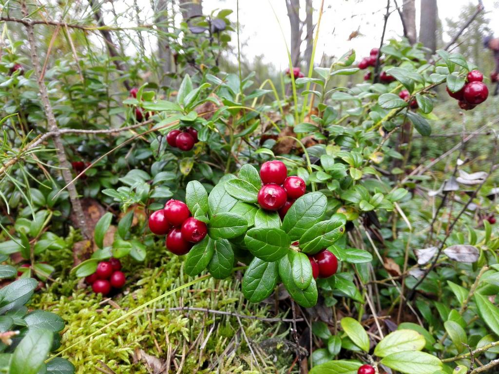 Puolukoita mättäällä