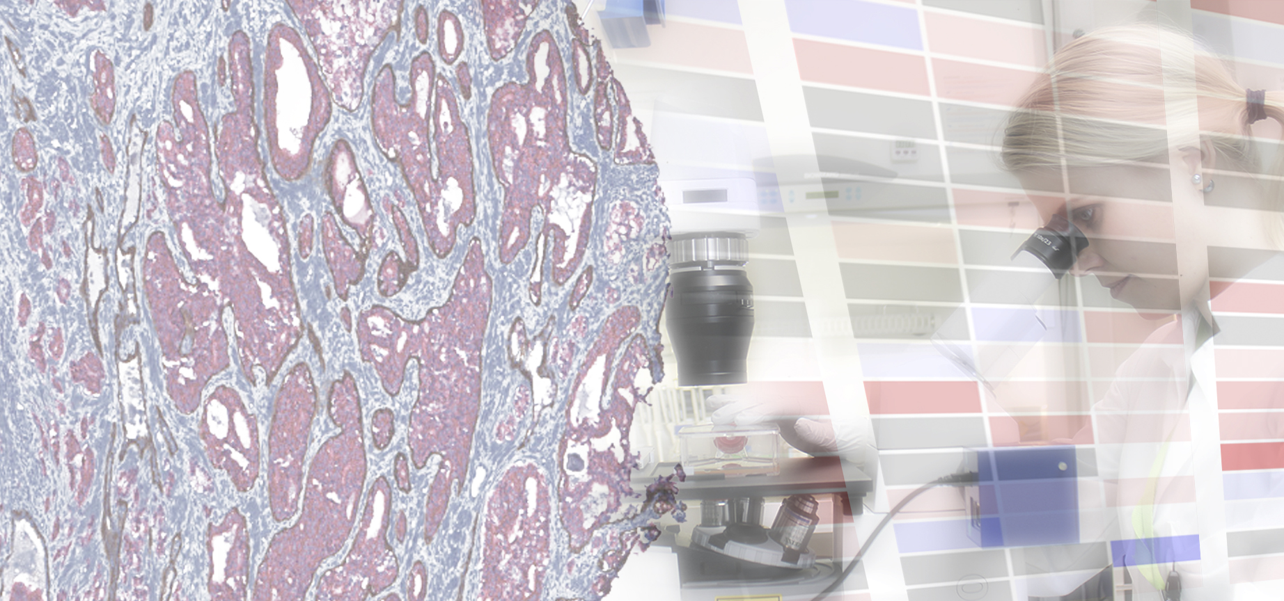Image collage of the research