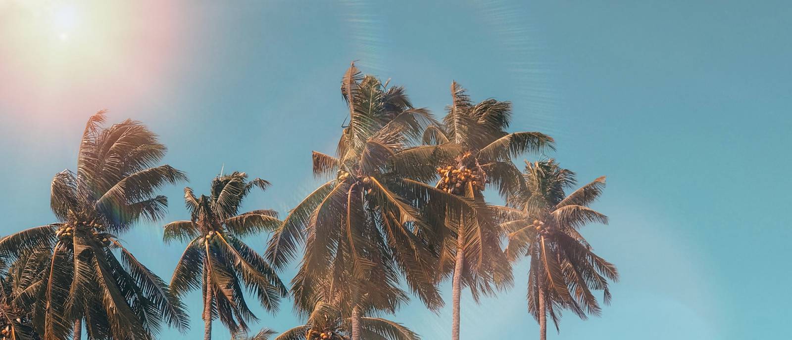 Palm trees and sun