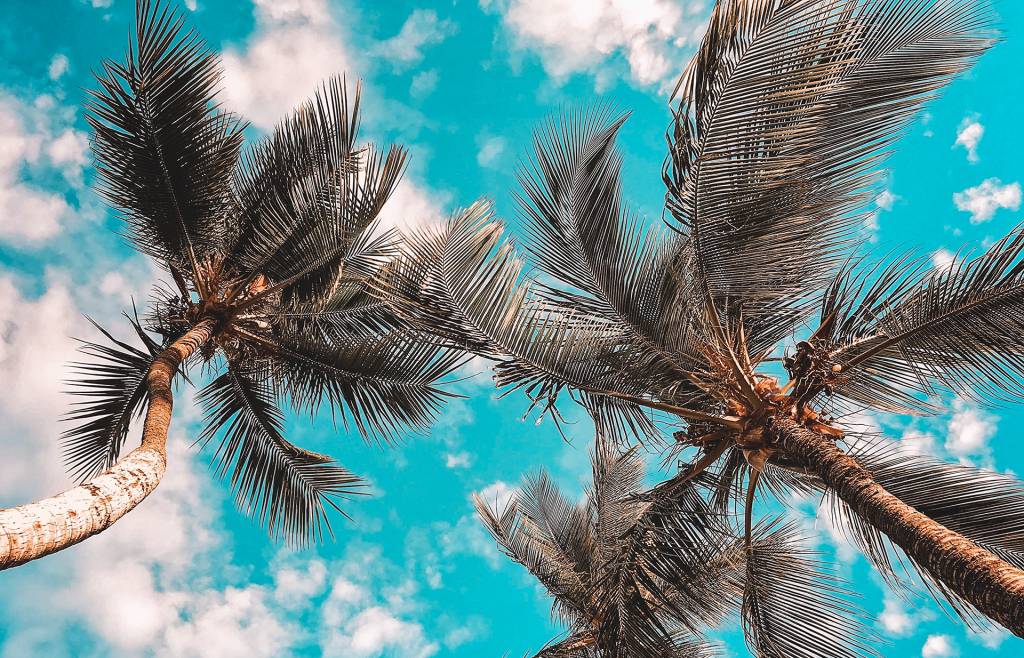 Palm trees and blue skies