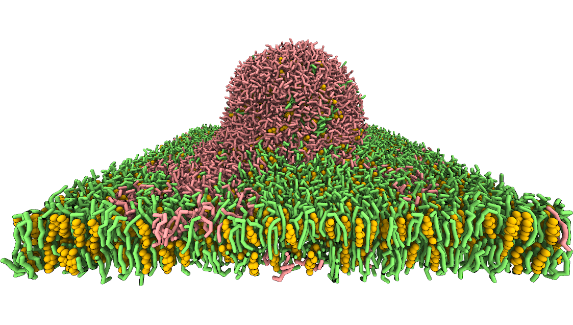 Phase-separated membrane laid on a virtual nanobead.