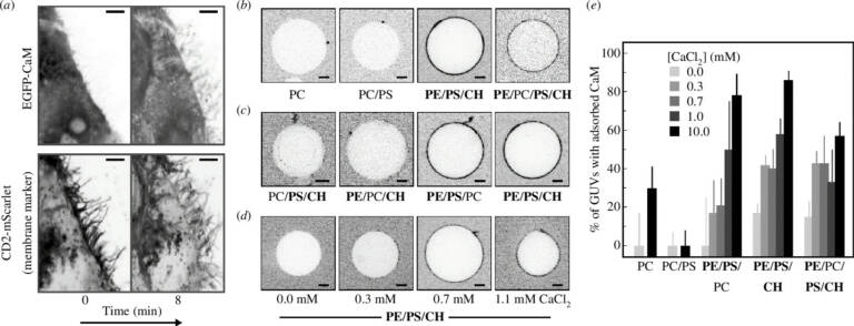 Fig 1 of the paper