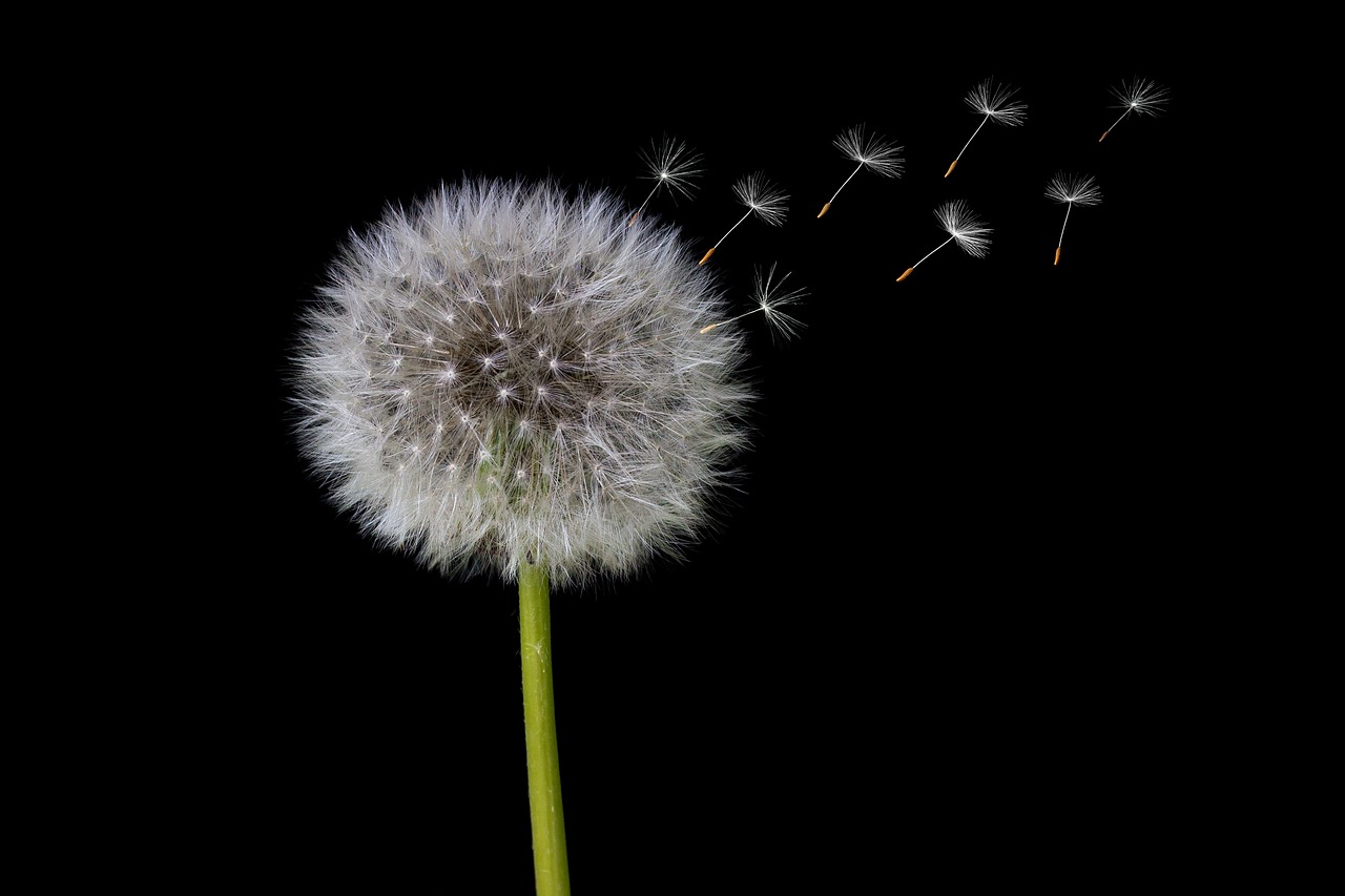 Dandelion with flying seeds