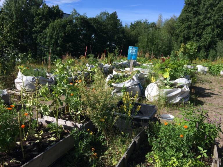 Photograph of an urban garden.