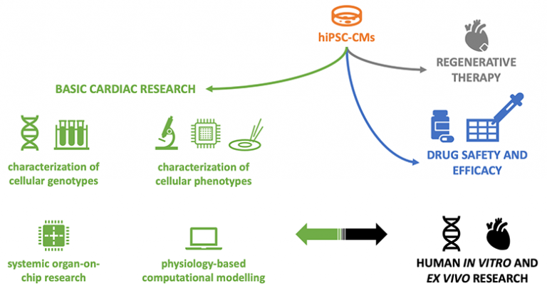 Scope of the review. Although arrhythmogenic properties of hiPSC-CMs are very relevant in all 3 principal application fields (basic research, drug screening, and regenerative therapy), we focus on the first one and on the second one to a lesser extent. Also, we link the hiPSC-based findings to the human/patient context whenever possible.