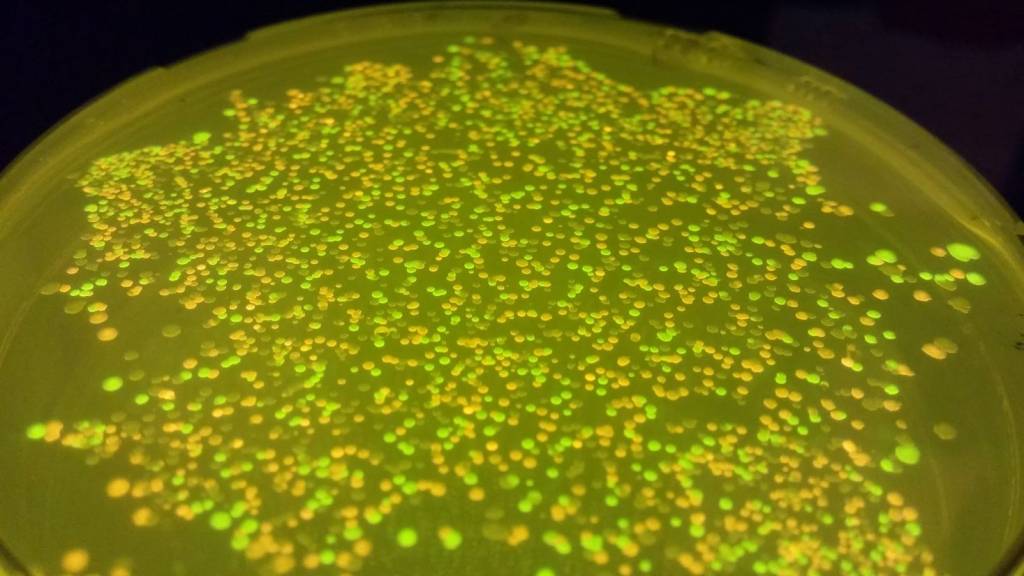 engineered bacteria