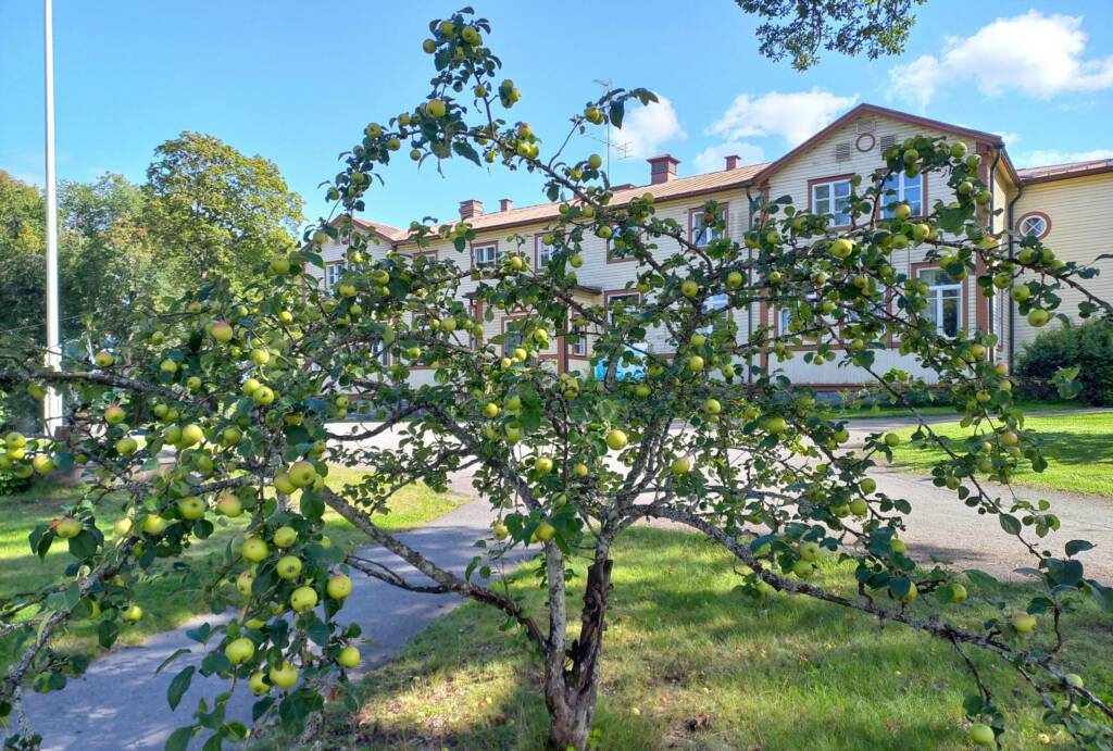 apple tree