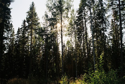 Forest
