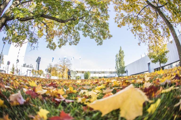 colourful autumn leaves.