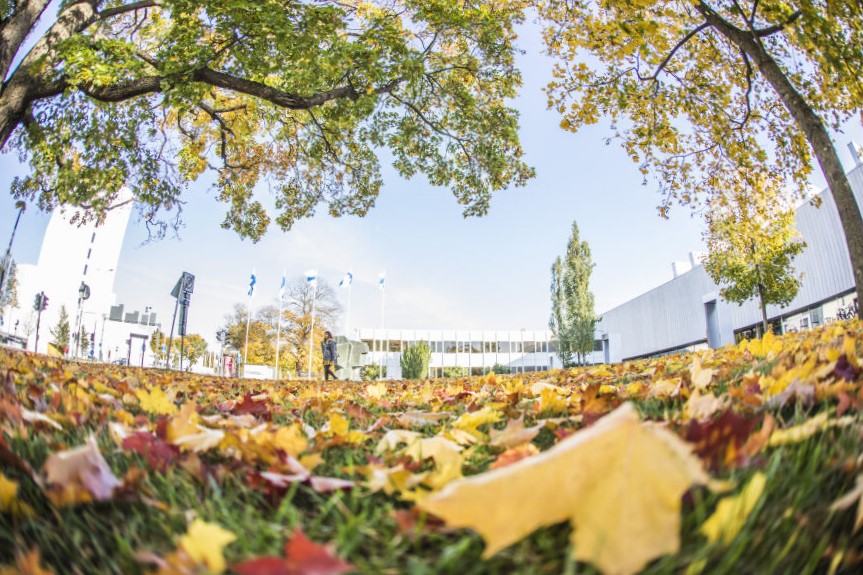 colourful autumn leaves.
