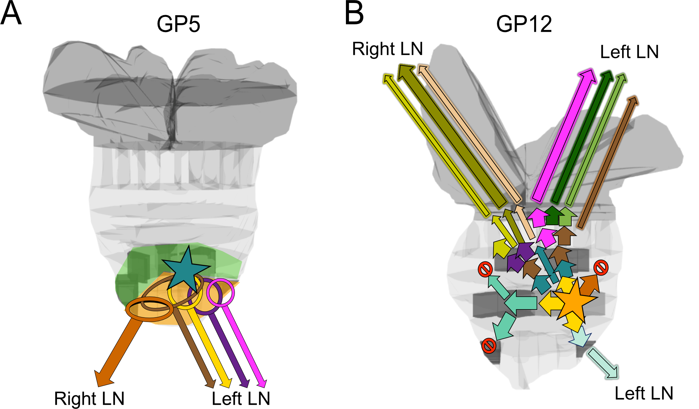 Mapping of the evolutionary clusters onto the anatomy of the prostate