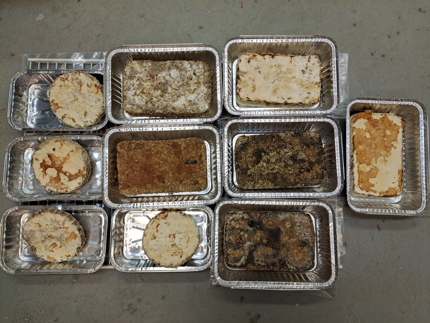 Mycelium variations.