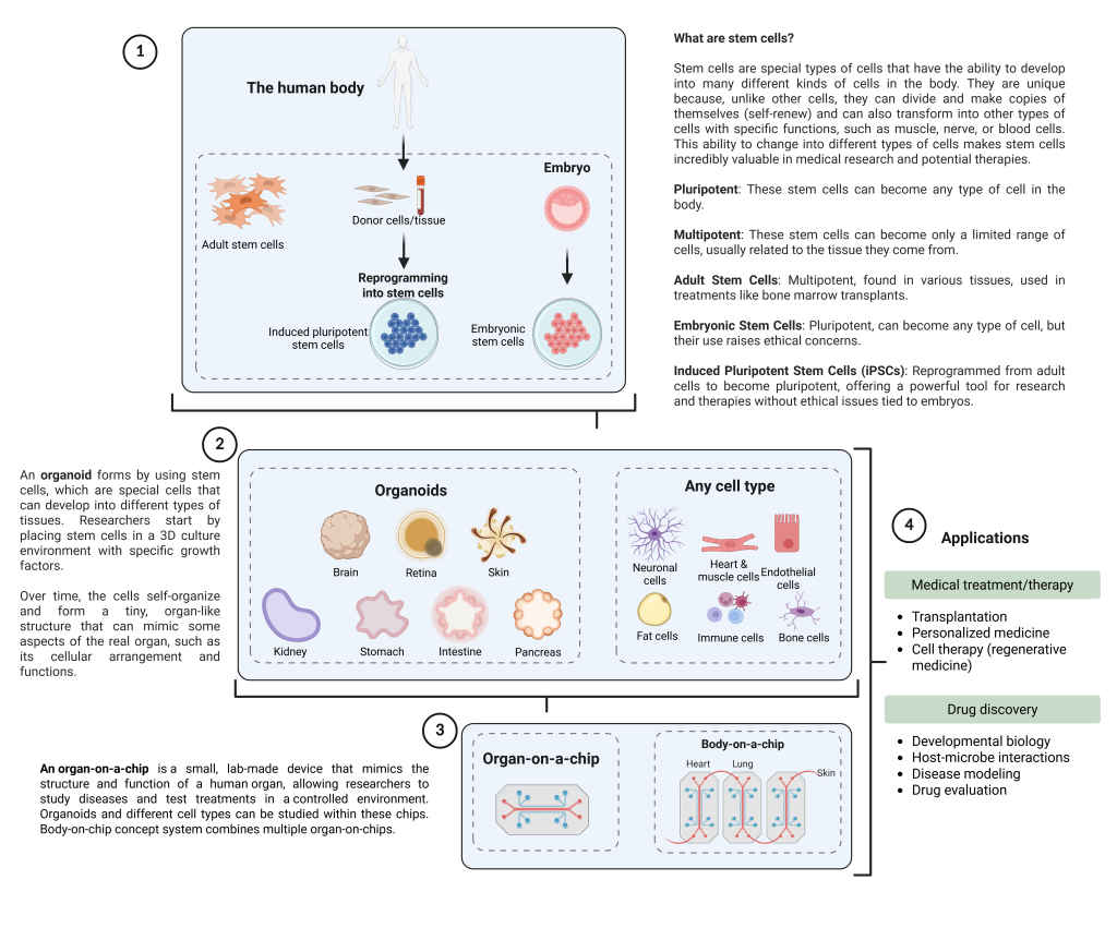 Sugarmna-juttu stem cells