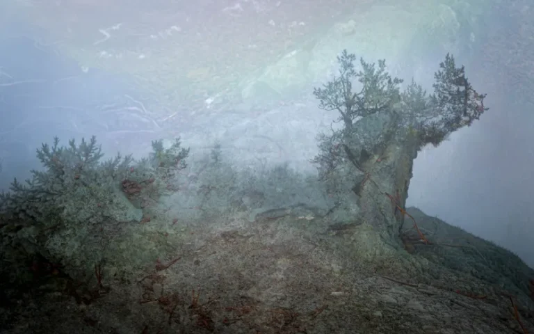 An old tree in a fog