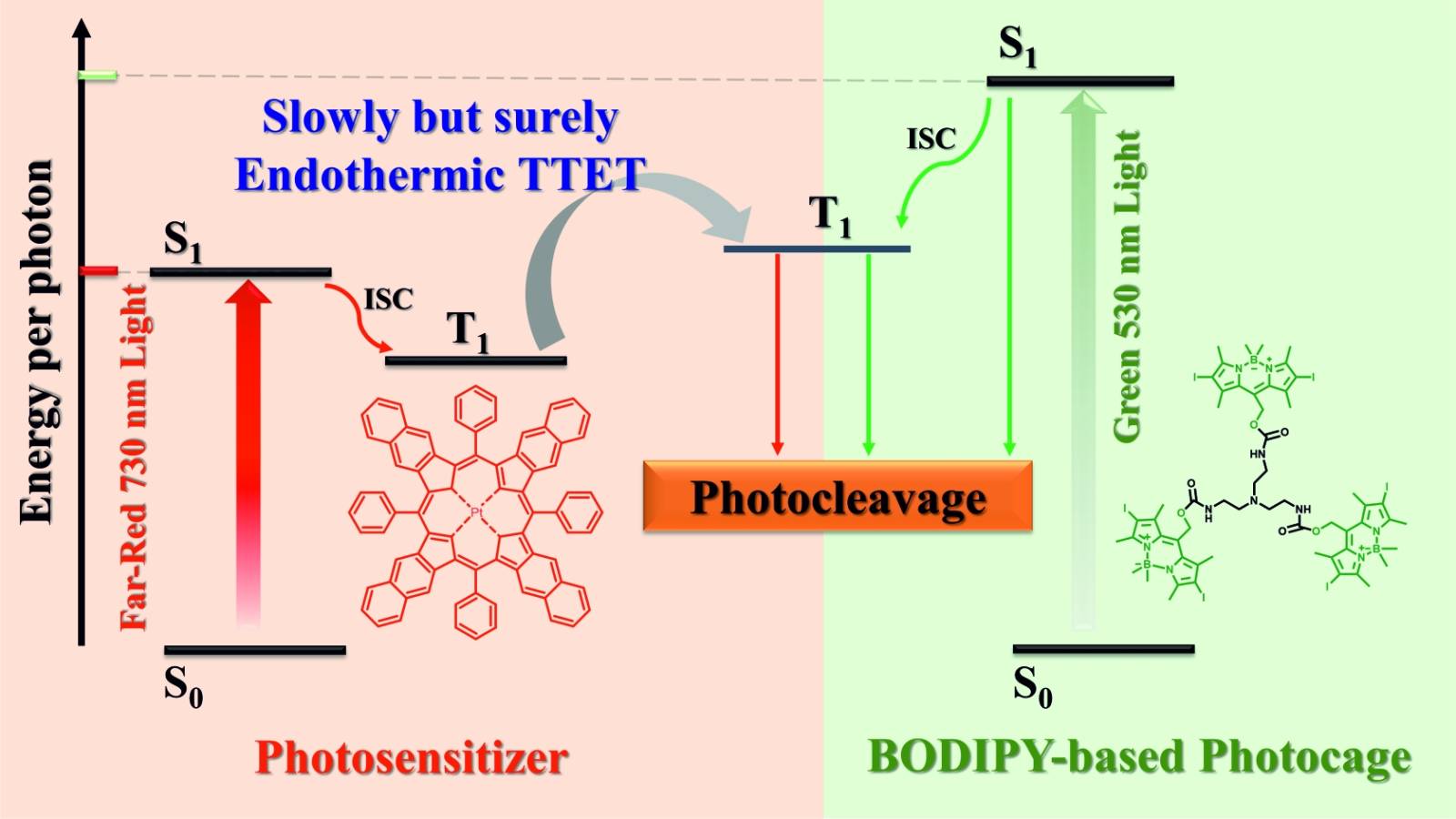 TOC Cleavage