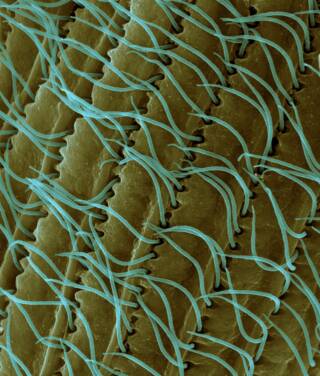 cilia