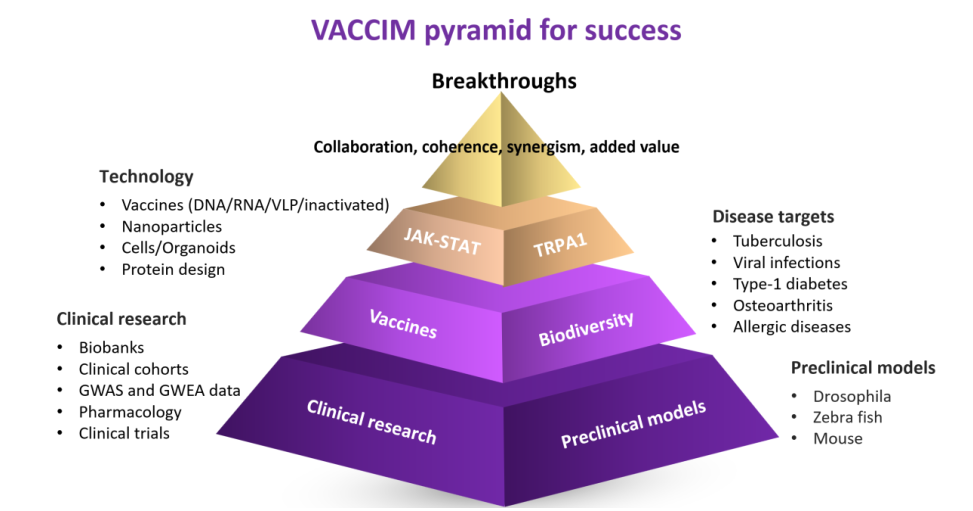 VACCIM pyramid 2025