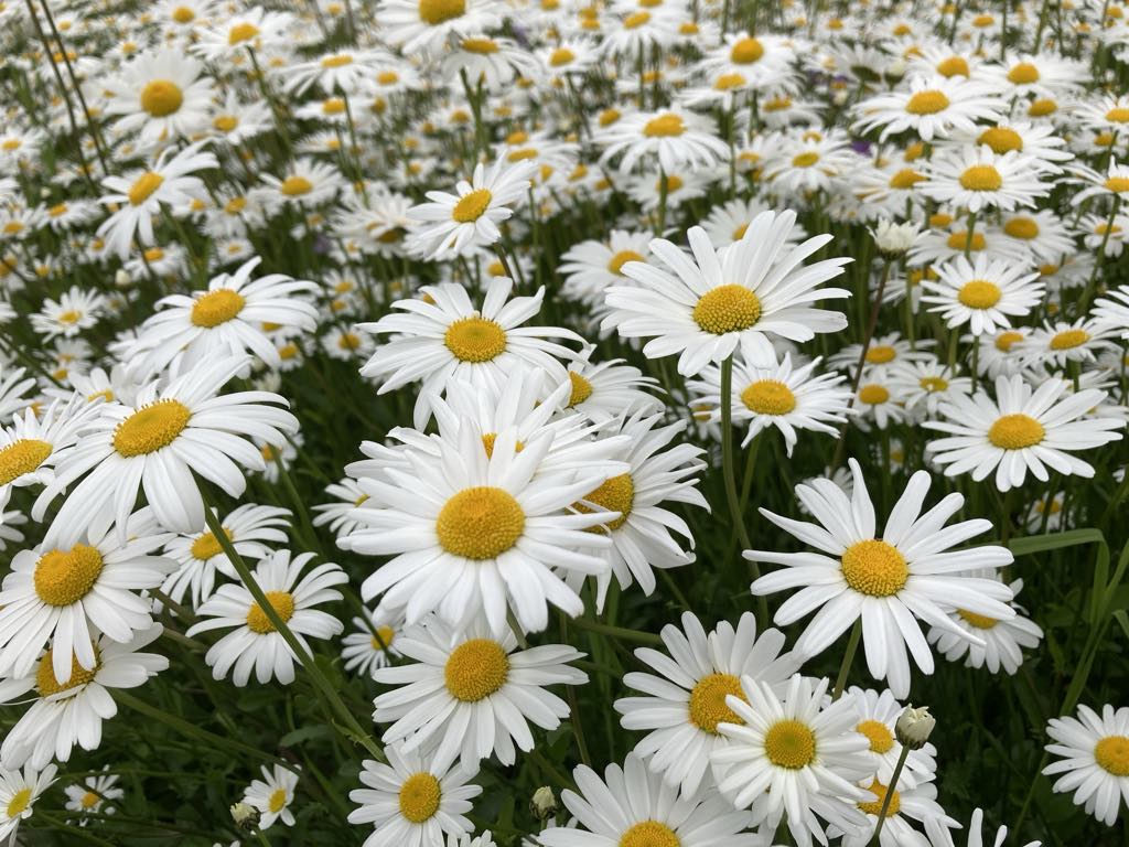 Päivänkakkaroita.