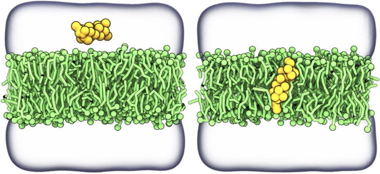 Peptide interacting with a lipid bilayer