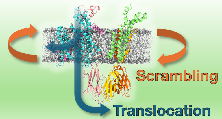 Picture showing the Sec61/TRAP complex scrambling lipids