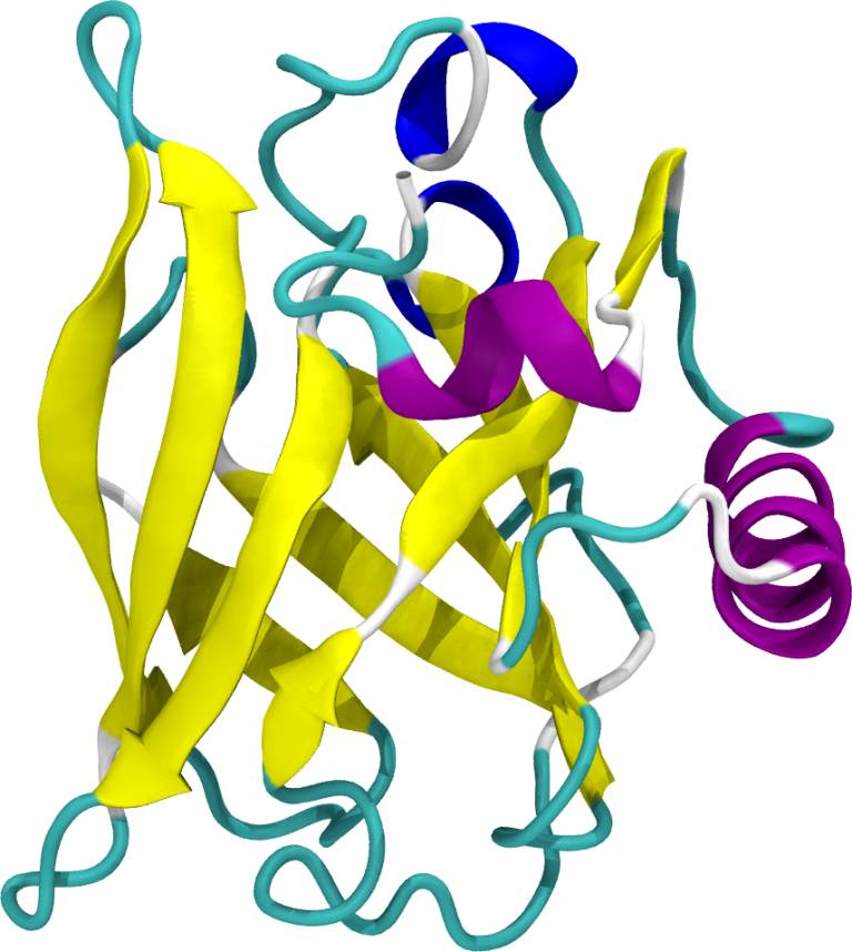 Structure of beta-lactoglobulin
