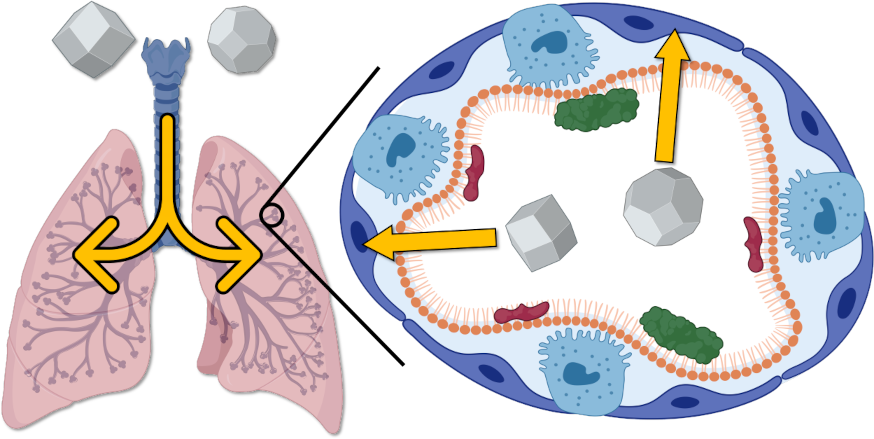 Schematic of respiratory nanoplastic uptake