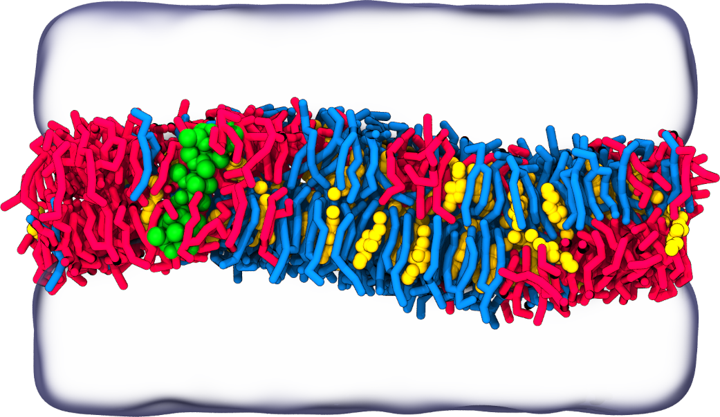Transmembrane peptide in a phase-separated membrane.