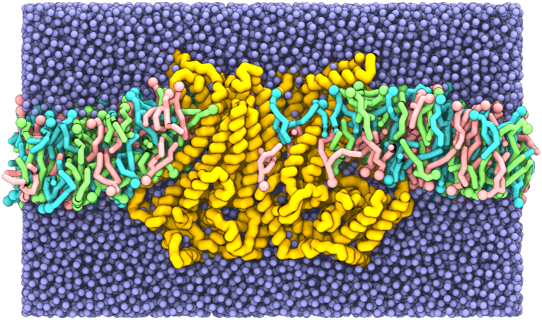 TMEM16 scramblase