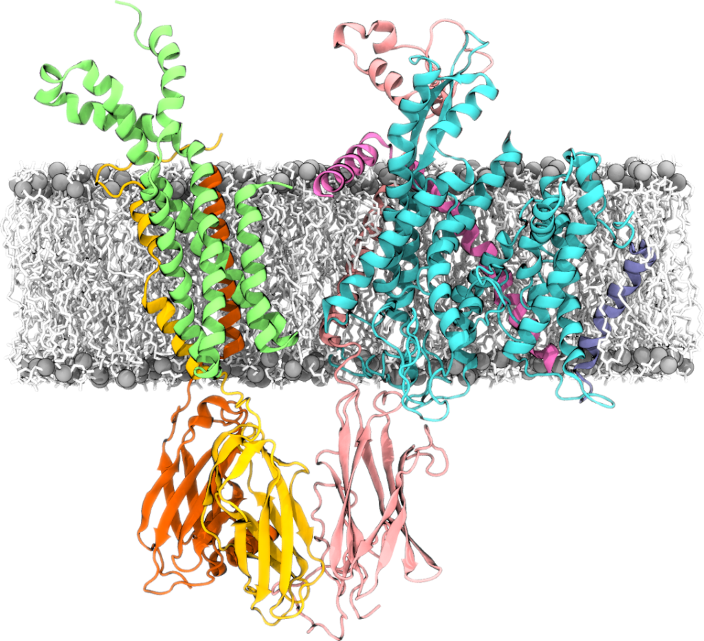 Sec61/TRAP translocon embedded in a lipid bilayer