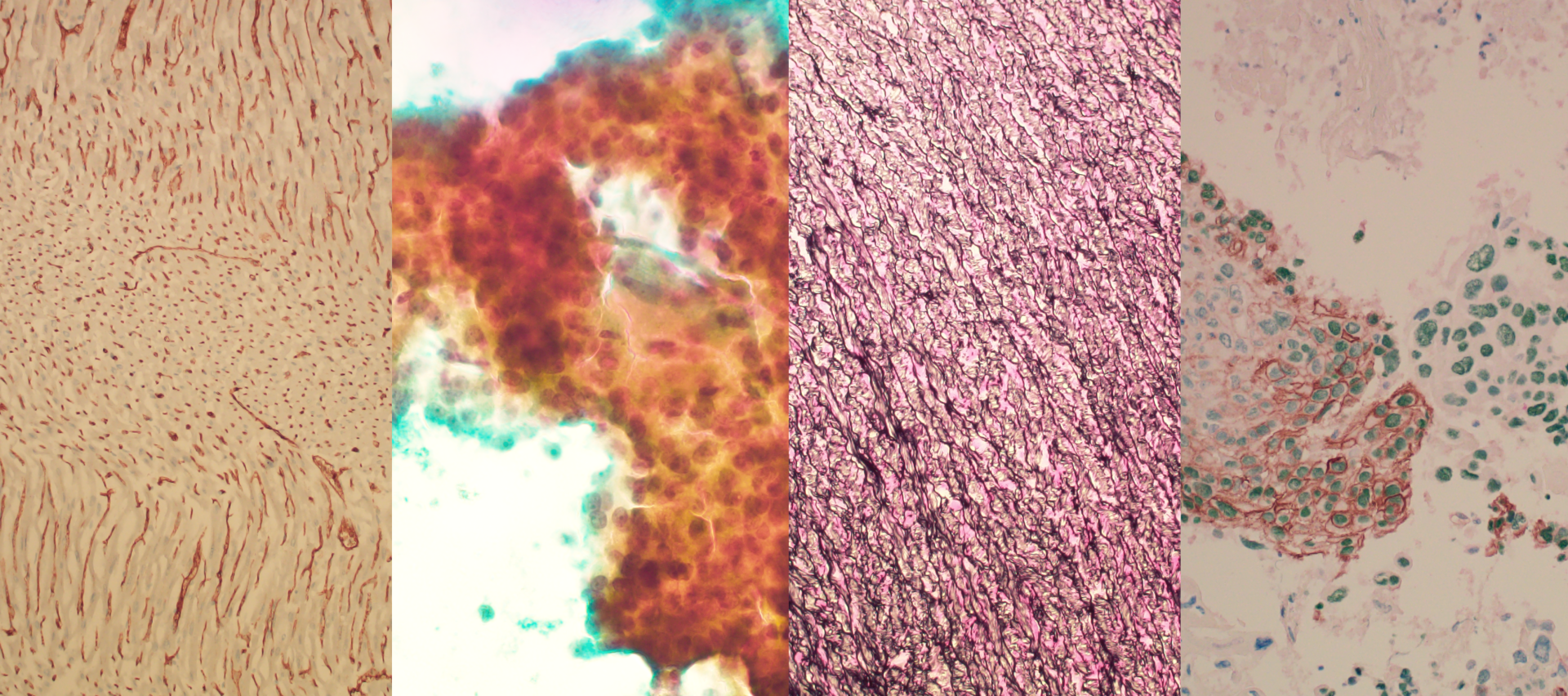 Colourful Microscope pictures