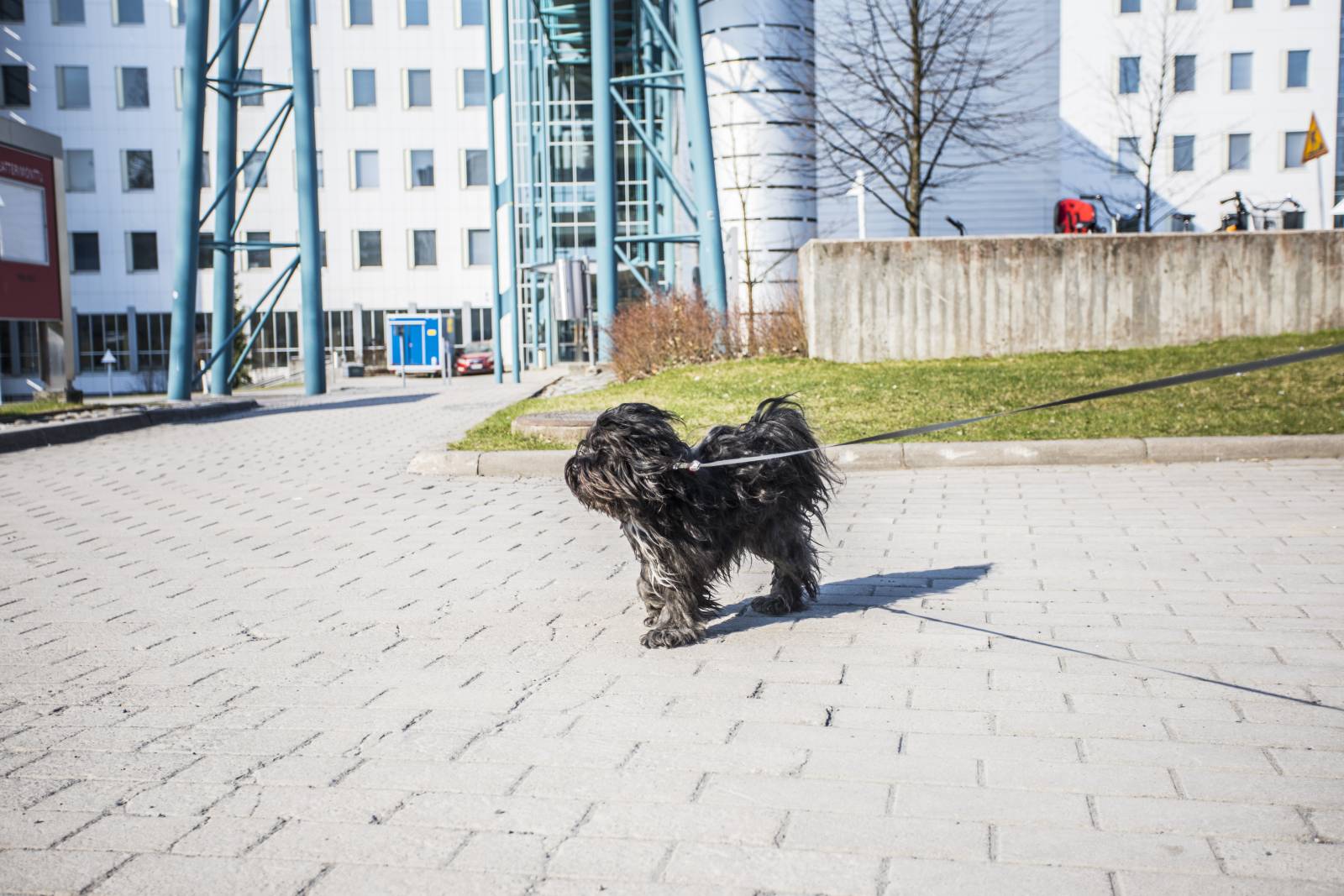 Campus dog; Jonne Renvall, Tampere University