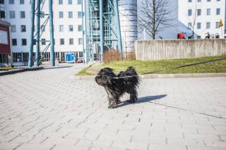 Campus dog; Jonne Renvall, Tampere University