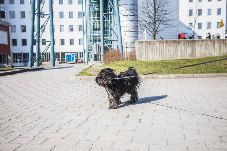 Campus dog; Jonne Renvall, Tampere University