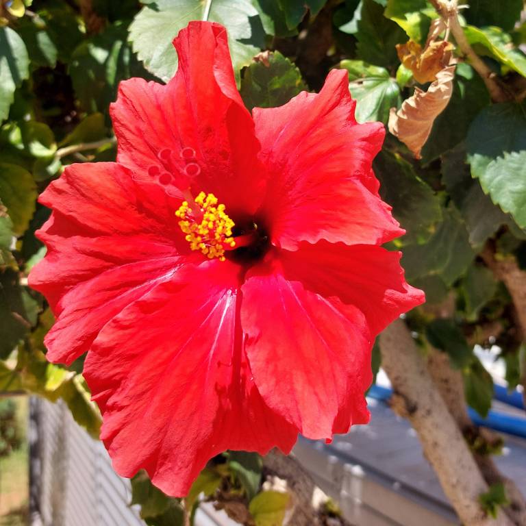 Decorative figure of a flower