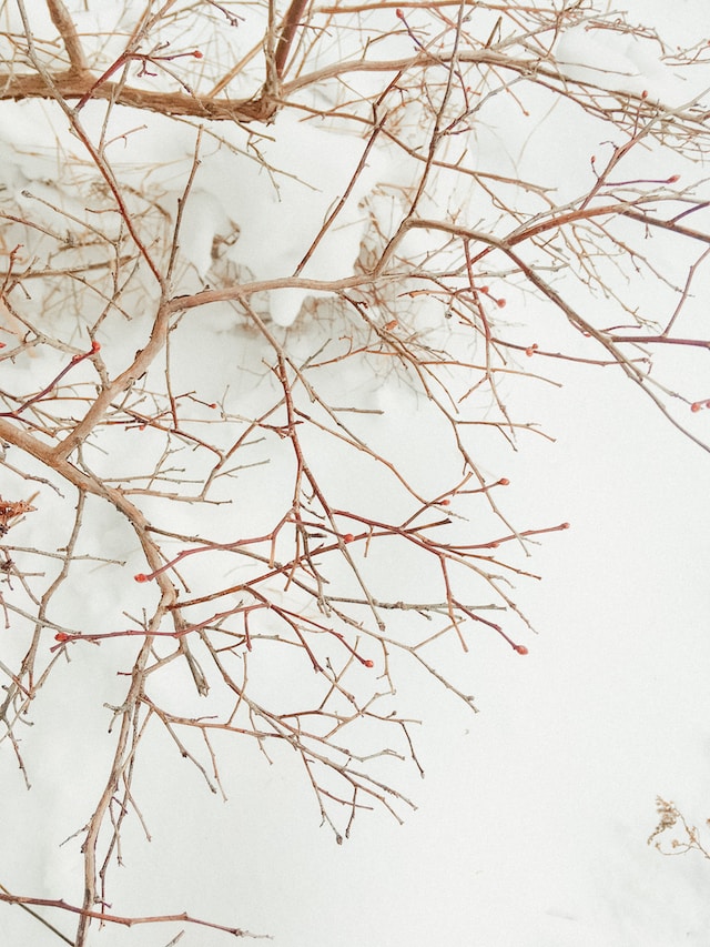 Bare branches of a tree with small red buds beginning to show through the snow.