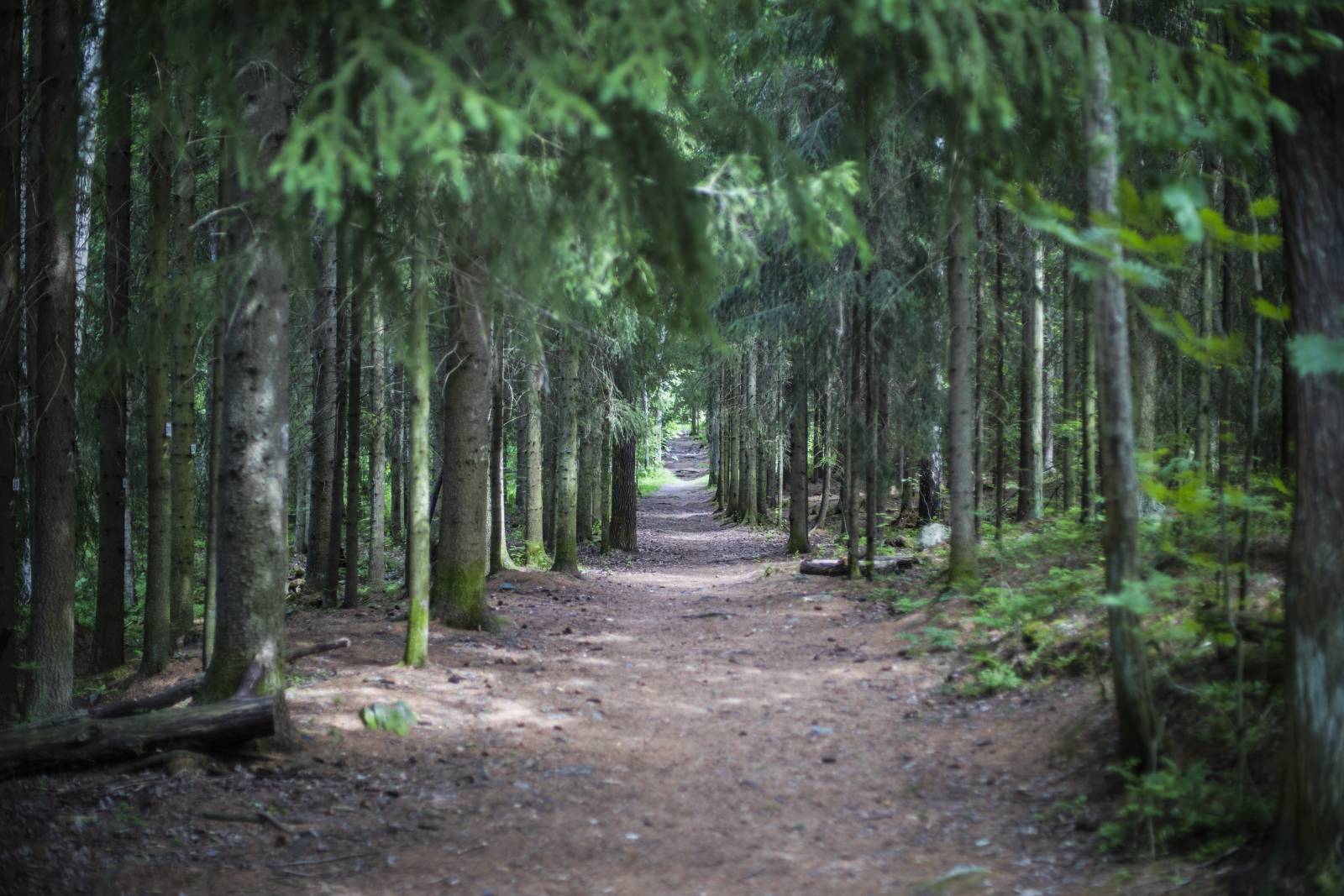 Wooded path passing through a lush forest of evergreen trees.