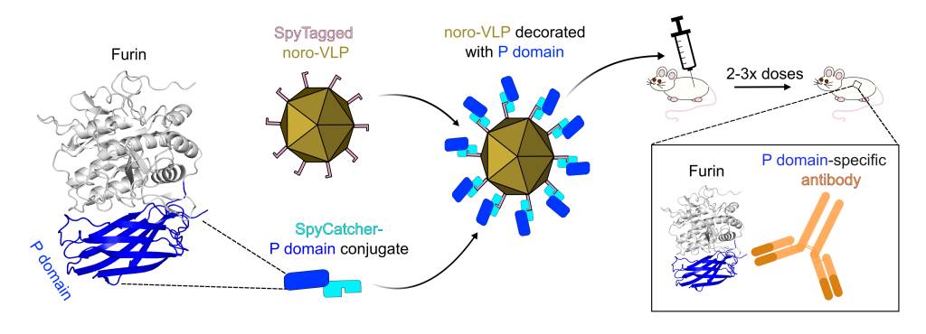 Experimental VLP vaccine