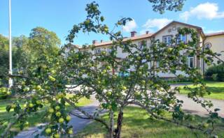 an apple tree